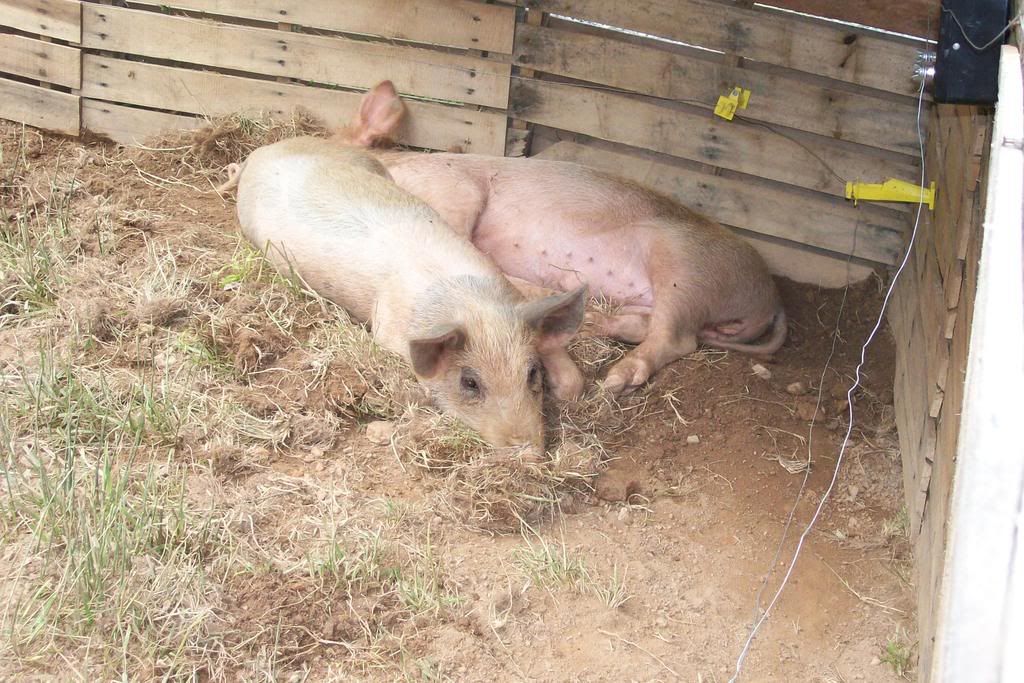 Look what happened to my pig! - Homesteading Questions