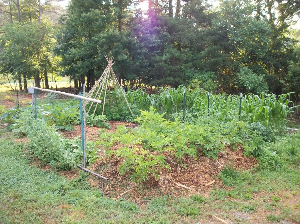 Anyone else take pictures of their gardens? - Homesteading Questions
