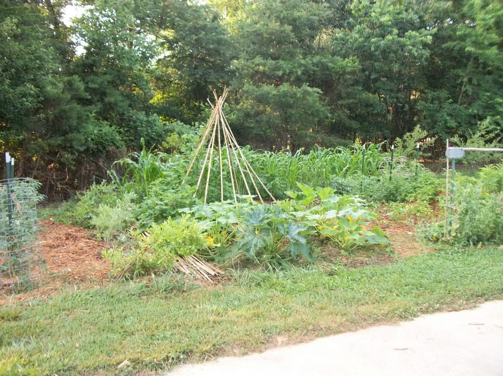 Anyone else take pictures of their gardens? - Homesteading Questions