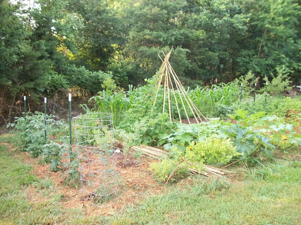 Anyone else take pictures of their gardens? - Homesteading Questions