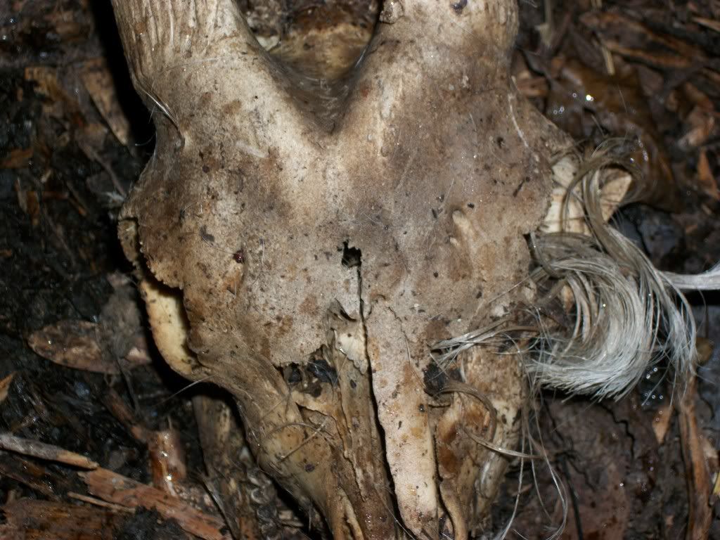 .22 slaughter failure... - Homesteading Questions