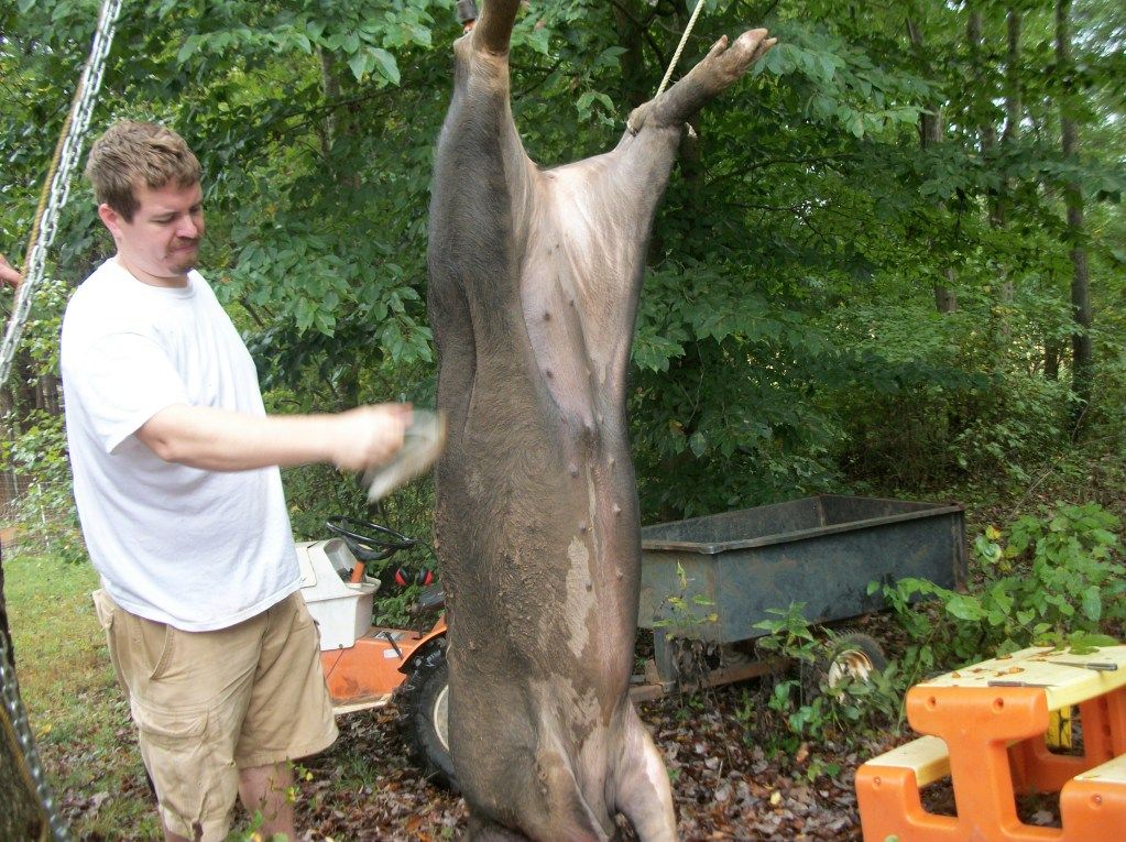 Ever Wondered What In Tar Nation Is a Hogkilling? - Homesteading Questions