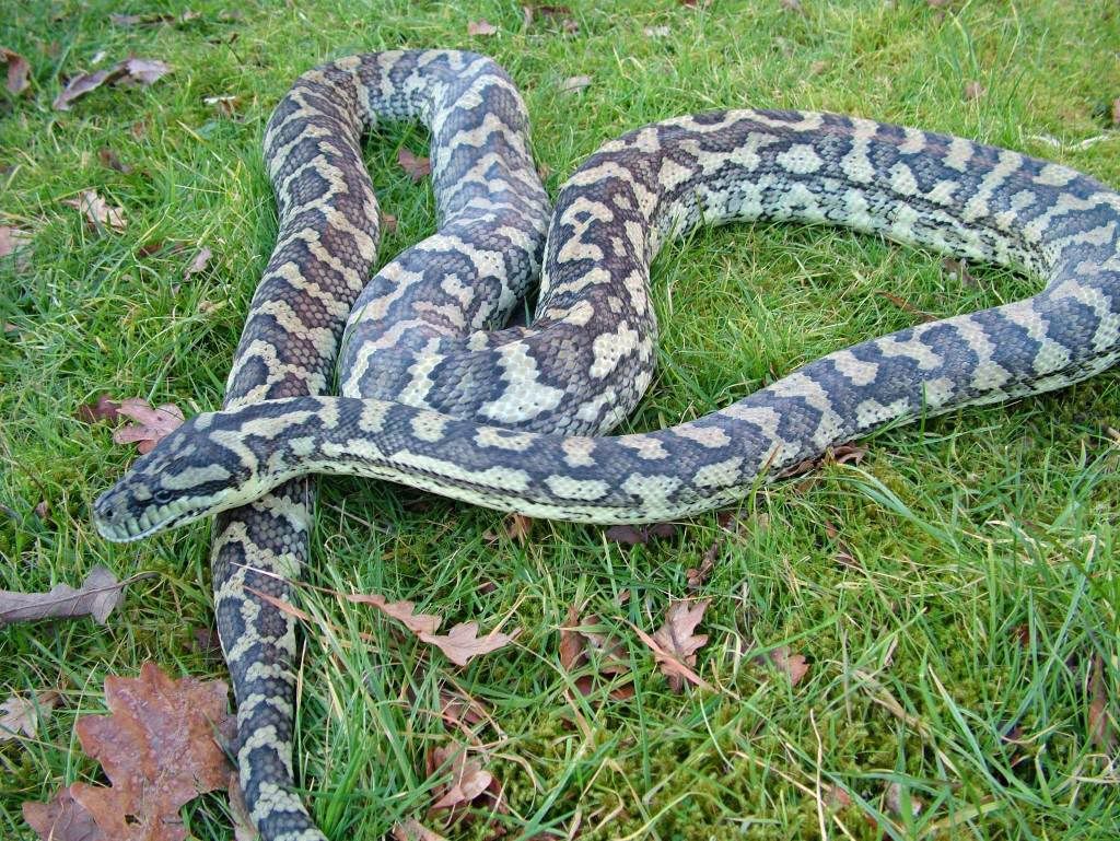 Carpet Python breeders..... Reptile Forums
