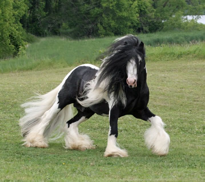 Gypsy Vanner horse photo: 1540863.jpg