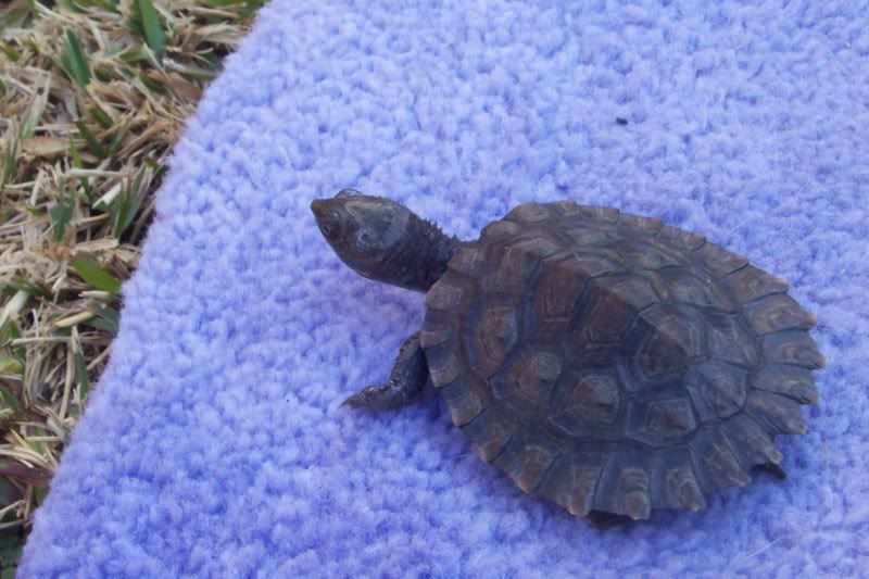 Spiked Shell Turtle