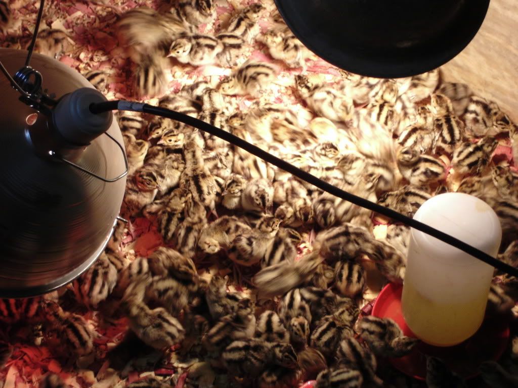 Pheasant pics. - Poultry