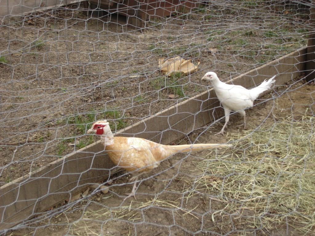 Pheasant pics. - Poultry