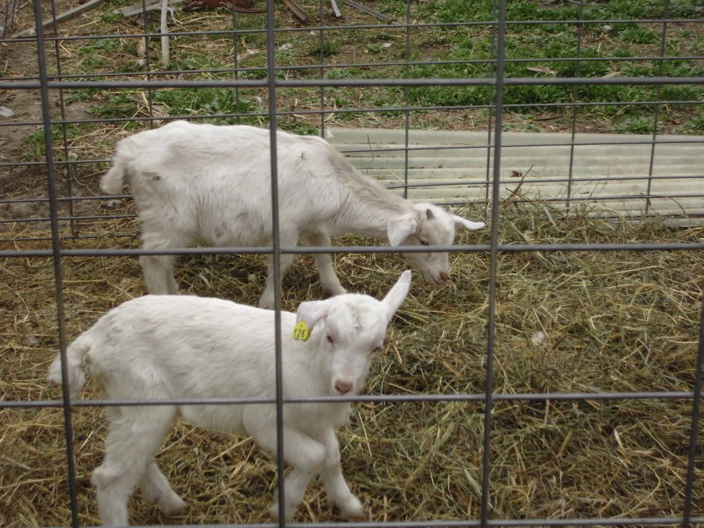 just some pics of the crew - Goats