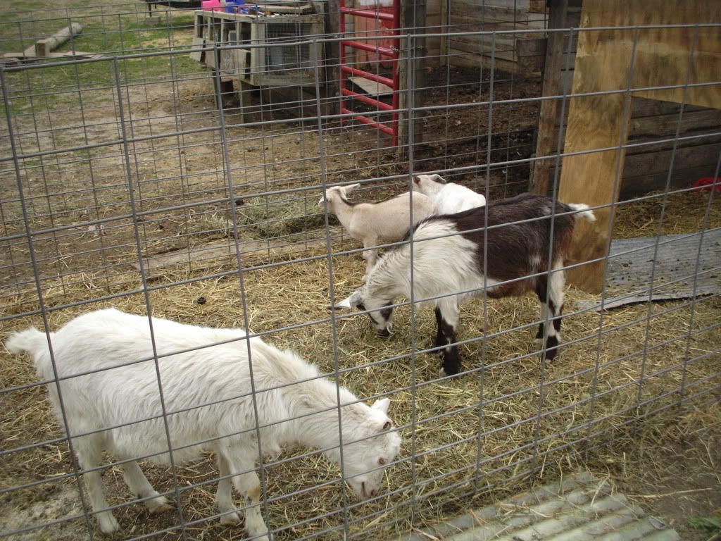 just some pics of the crew - Goats