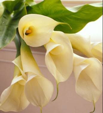 Royalty-free holiday clipart picture of a bunch of cream calla lilies in a