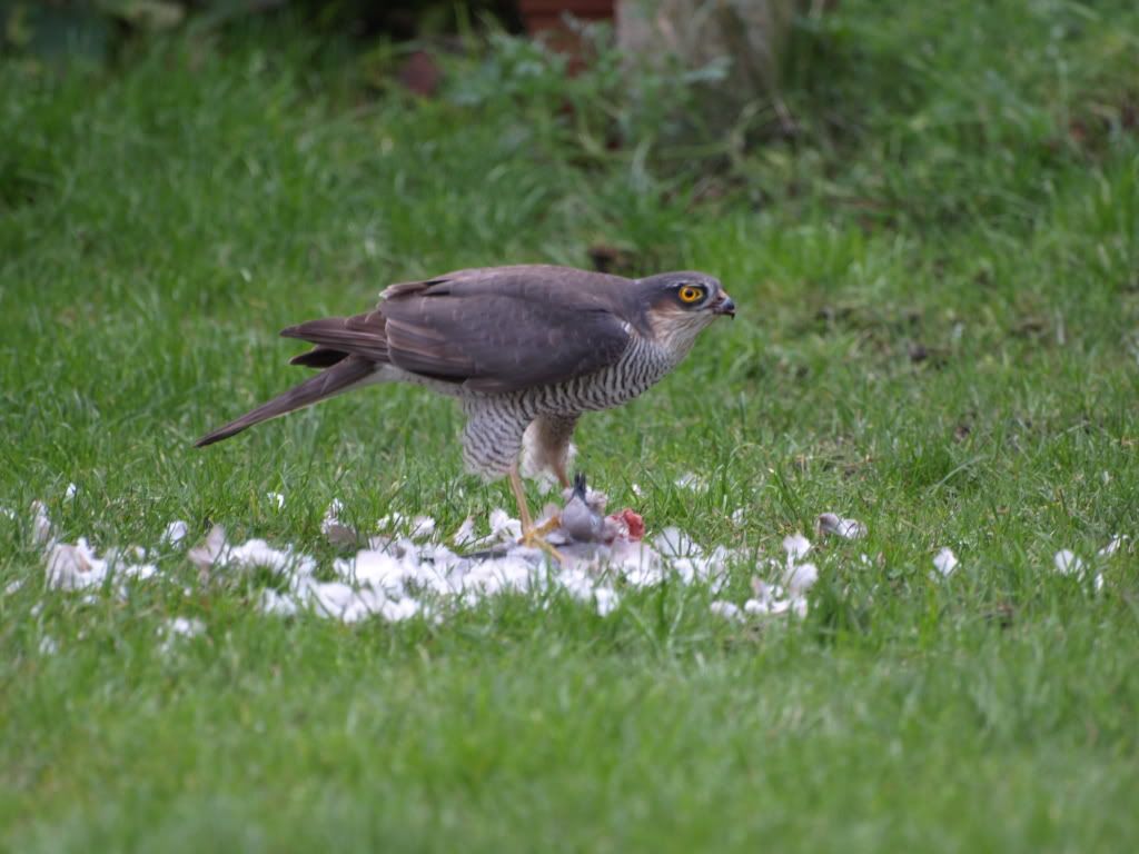 birdofprey038.jpg