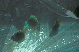 discus fish blue
