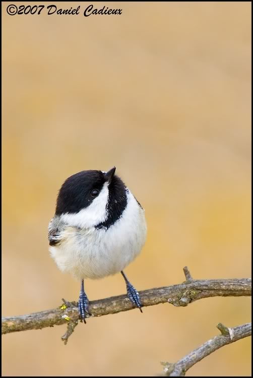 IMAGE: http://i174.photobucket.com/albums/w98/dancad/tn_Black-CappedChickadee_7917-01.jpg