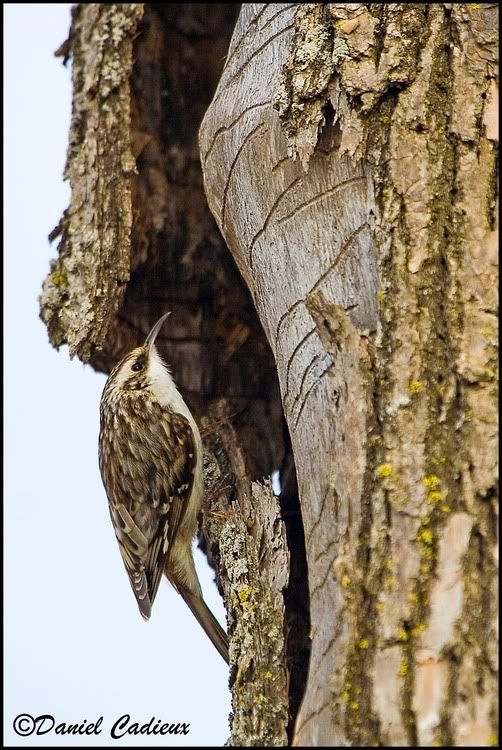IMAGE: http://i174.photobucket.com/albums/w98/dancad/tn_BrownCreeper_8045-01.jpg