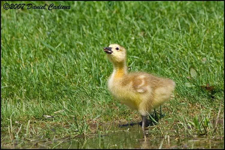 IMAGE: http://i174.photobucket.com/albums/w98/dancad/tn_CanadaGoose_0160-01.jpg