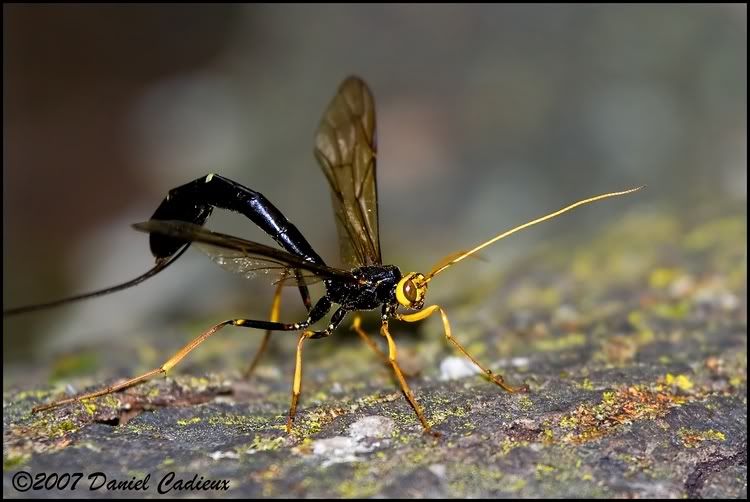 external image tn_GiantIchneumon_2335-01.jpg