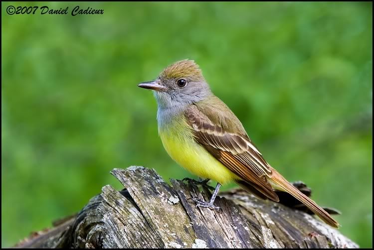 IMAGE: http://i174.photobucket.com/albums/w98/dancad/tn_Great-CrestedFlycatcher_9976-01.jpg
