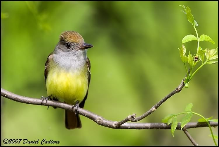 IMAGE: http://i174.photobucket.com/albums/w98/dancad/tn_Great-CrestedFlycatcher_9980-01.jpg