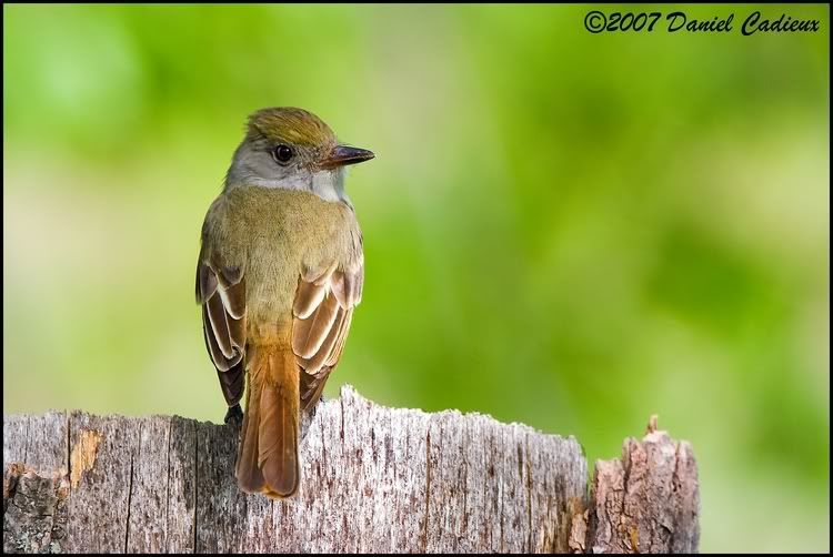 IMAGE: http://i174.photobucket.com/albums/w98/dancad/tn_Great-CrestedFlycatcher_9987-01.jpg