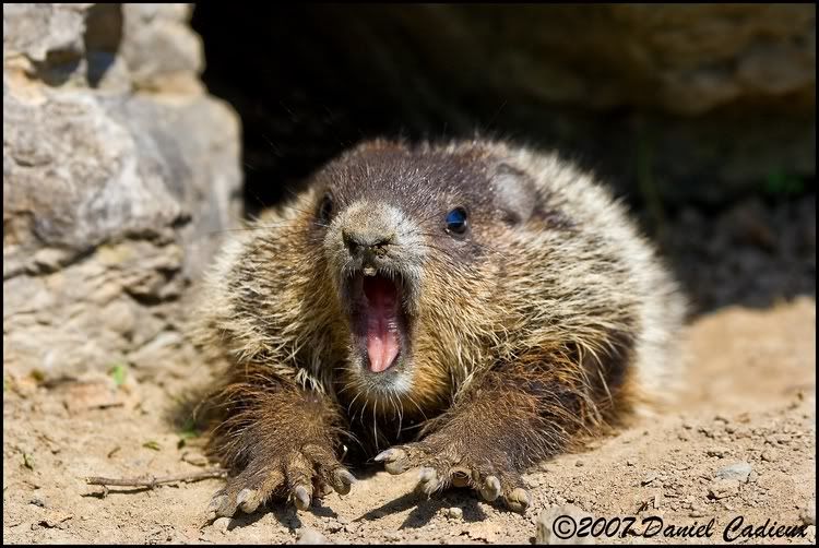 IMAGE: http://i174.photobucket.com/albums/w98/dancad/tn_Groundhog_0085-01.jpg