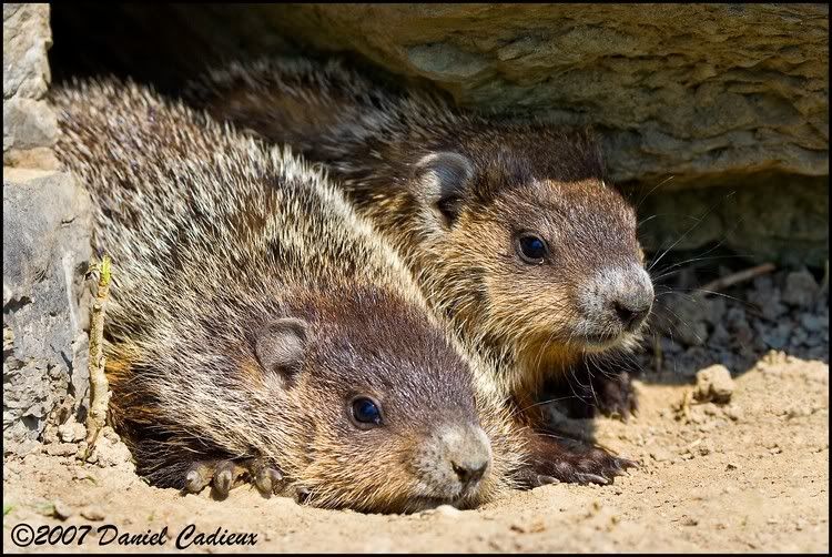 IMAGE: http://i174.photobucket.com/albums/w98/dancad/tn_Groundhog_0091-01.jpg