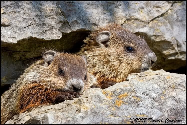 IMAGE: http://i174.photobucket.com/albums/w98/dancad/tn_Groundhog_0102-01.jpg