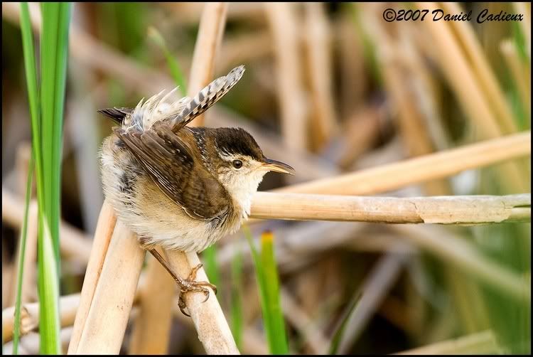 IMAGE: http://i174.photobucket.com/albums/w98/dancad/tn_MarshWren_0433-01.jpg