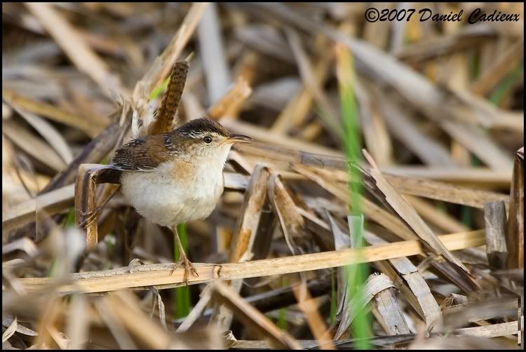 IMAGE: http://i174.photobucket.com/albums/w98/dancad/tn_MarshWren_0450-01.jpg