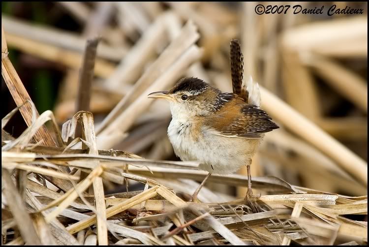 IMAGE: http://i174.photobucket.com/albums/w98/dancad/tn_MarshWren_0480-01.jpg