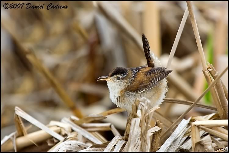 IMAGE: http://i174.photobucket.com/albums/w98/dancad/tn_MarshWren_0500-01.jpg