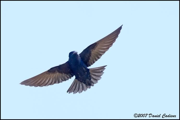 IMAGE: http://i174.photobucket.com/albums/w98/dancad/tn_PurpleMartin_8626-01.jpg