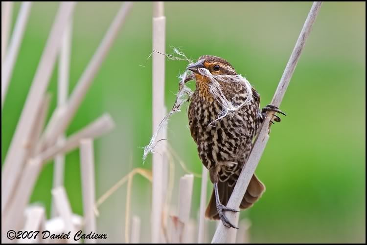 IMAGE: http://i174.photobucket.com/albums/w98/dancad/tn_Red-WingedBlackbird_9081-01.jpg