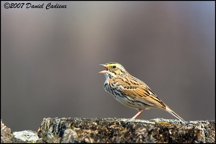 IMAGE: http://i174.photobucket.com/albums/w98/dancad/tn_SavannahSparrow_8116-01.jpg