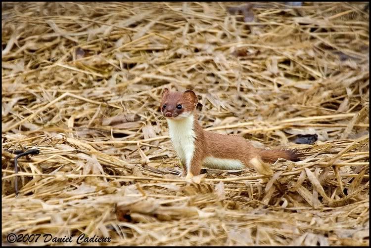 IMAGE: http://i174.photobucket.com/albums/w98/dancad/tn_Short-TailedWeasel_8550-01.jpg