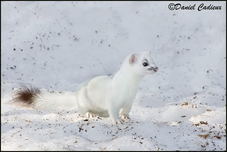 Ermine Weasel Pictures