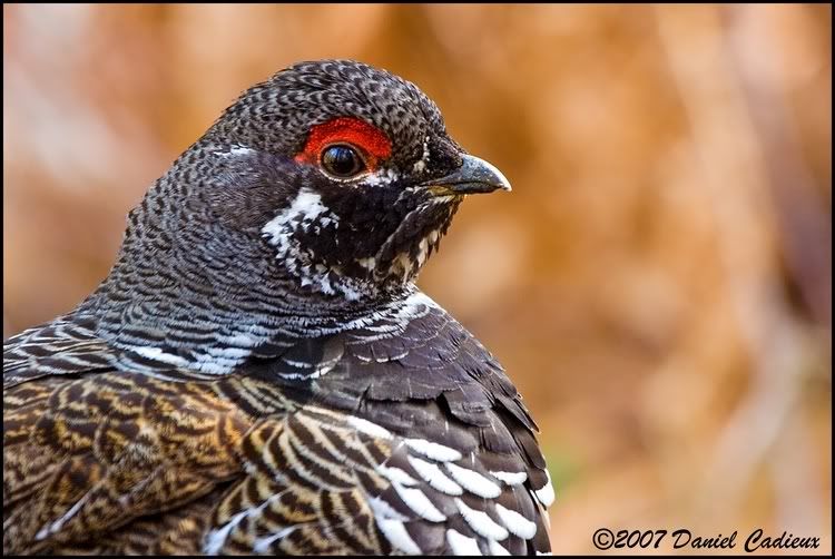 IMAGE: http://i174.photobucket.com/albums/w98/dancad/tn_SpruceGrouse_8221-01.jpg