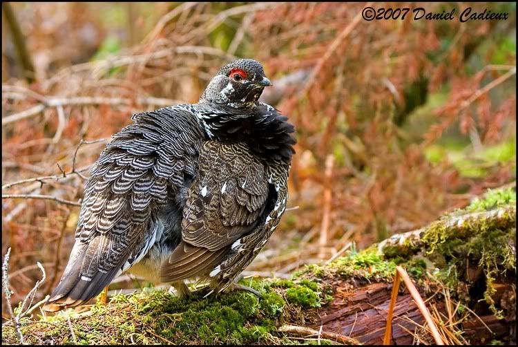 IMAGE: http://i174.photobucket.com/albums/w98/dancad/tn_SpruceGrouse_8264-01.jpg