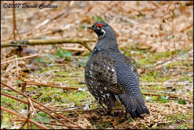 IMAGE: http://i174.photobucket.com/albums/w98/dancad/tn_SpruceGrouse_8287-01.jpg