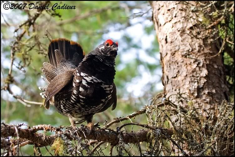 IMAGE: http://i174.photobucket.com/albums/w98/dancad/tn_SpruceGrouse_8389-01.jpg