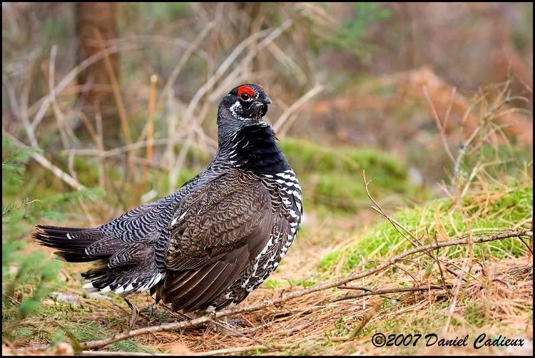 IMAGE: http://i174.photobucket.com/albums/w98/dancad/tn_SpruceGrouse_8409-01.jpg