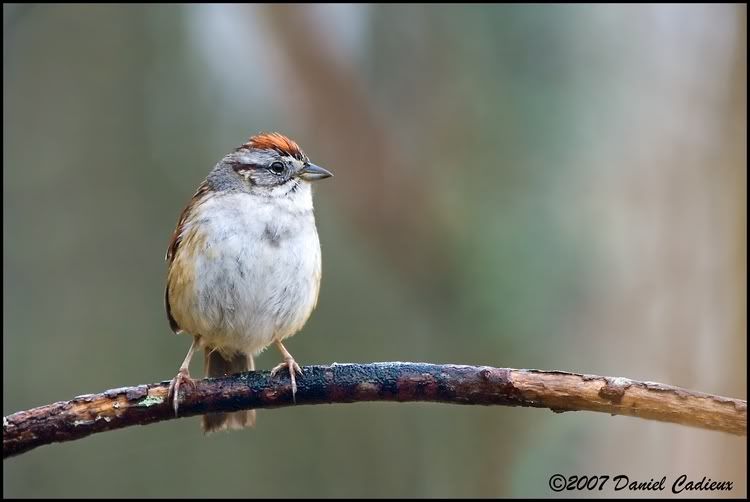 IMAGE: http://i174.photobucket.com/albums/w98/dancad/tn_SwampSparrow_8543-01.jpg