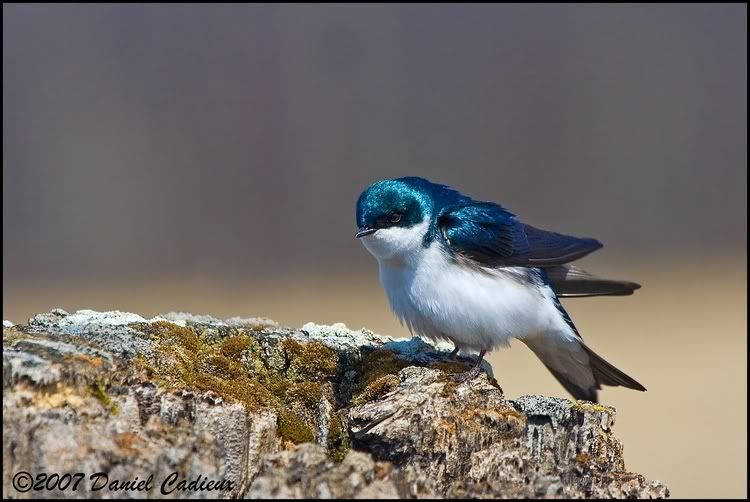 IMAGE: http://i174.photobucket.com/albums/w98/dancad/tn_TreeSwallow_8124-01.jpg