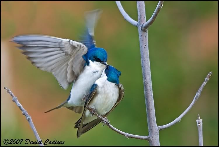 IMAGE: http://i174.photobucket.com/albums/w98/dancad/tn_TreeSwallow_8758-01.jpg