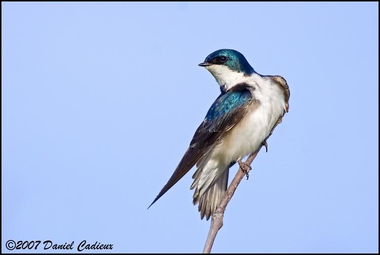 IMAGE: http://i174.photobucket.com/albums/w98/dancad/tn_TreeSwallow_8810-01.jpg