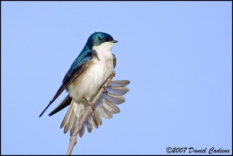 IMAGE: http://i174.photobucket.com/albums/w98/dancad/tn_TreeSwallow_8818-01.jpg