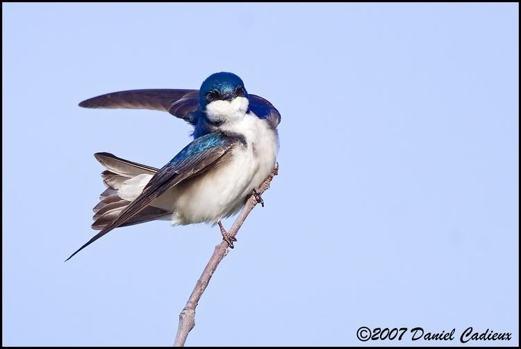 IMAGE: http://i174.photobucket.com/albums/w98/dancad/tn_TreeSwallow_8821-01.jpg