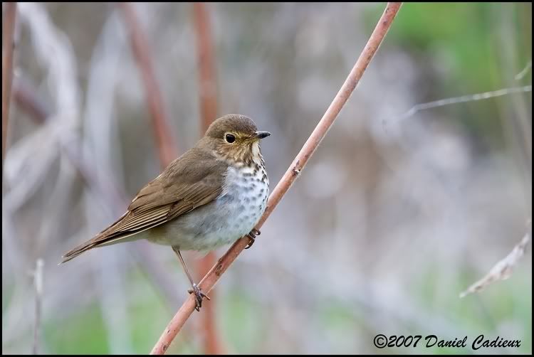 IMAGE: http://i174.photobucket.com/albums/w98/dancad/tn_Veery_9807-01.jpg