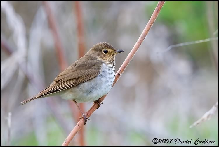 IMAGE: http://i174.photobucket.com/albums/w98/dancad/tn_Veery_9814-01.jpg