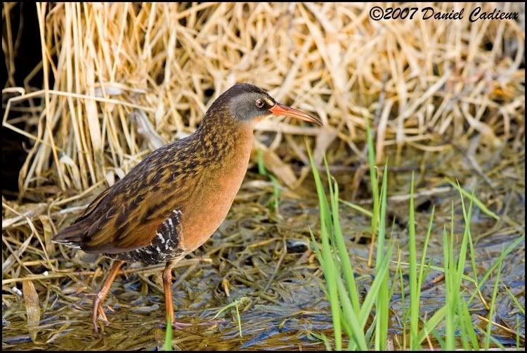 IMAGE: http://i174.photobucket.com/albums/w98/dancad/tn_VirginiaRail_8587-01.jpg