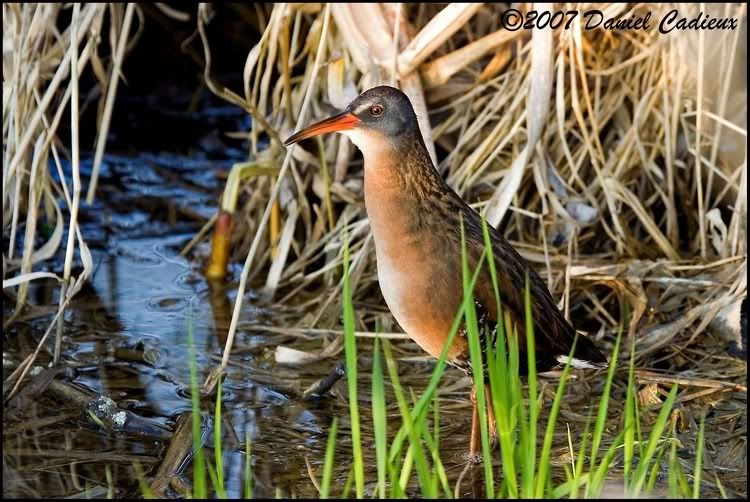 IMAGE: http://i174.photobucket.com/albums/w98/dancad/tn_VirginiaRail_8595-01.jpg